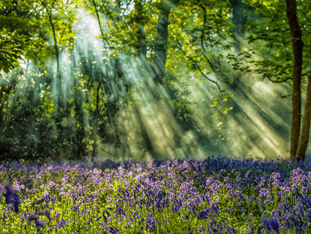 Luxury Fine Photography - Blue Bell Rays by Photographer Adrian Houston